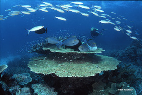 珊瑚礁もダイビングならじっくり近くで観察できます