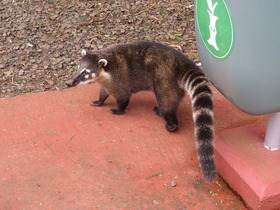 イグアスの滝の国立公園に生息する動物。人慣れしているので、食べ物を取られないよう注意。