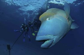 大きな魚と一緒に泳げるのはダイビングの醍醐味