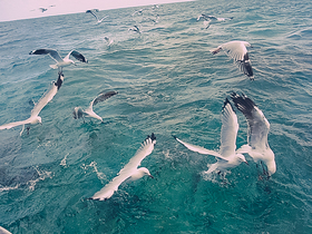 魚の群れに鳥が集まり大迫力！