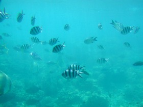 水中では沢山の熱帯魚が！