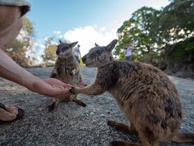 ロックワラビーに餌付け