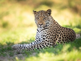 ビッグファイブなどの野生動物に出会えるチャンスがたくさん！