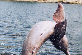マナウスでピンクイルカと一緒にスイミング