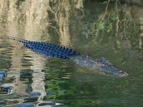 カカドゥ国立公園のワニ