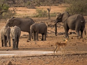 クルーガー国立公園でビッグファイブを始めとする大型動物を鑑賞！