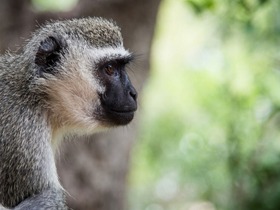 クルーガー国立公園ならではの野生動物に会えるチャンス！