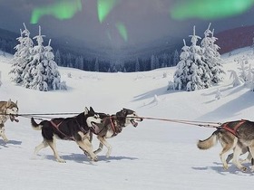 人気の犬ぞり体験とオーロラ鑑賞を一緒に楽しめる人気のツアー