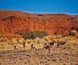 スプリングボックスなど、砂漠に生息する動物に出会えるチャンス