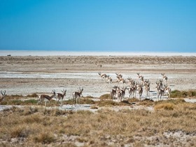 ビッグファイブの他、インパラ、シマウマなど様々な動物が見られます。