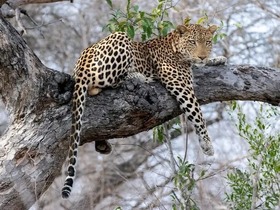 チョベ国立公園ではビッグファイブなど様々な動物に出会えます