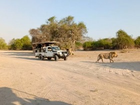 チョベ国立公園でサファリ体験！ライオンなどの大型動物に出会えるチャンス