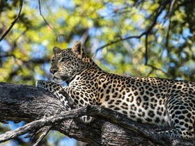 レオパードなど、珍しい動物にも出会えるチャンス！