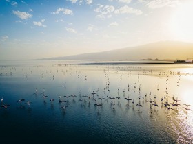 ナトロン湖はフラミンゴの大群が見られることで知られています