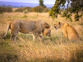 ライオンキングの舞台、セレンゲティ国立公園