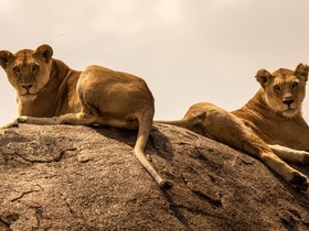 セレンゲティ国立公園でライオンを始めとするビッグファイブに出会えるチャンス