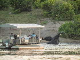 チョベ国立公園ではボートサファリをお楽しみください