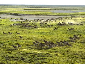 シマウマやワイルドビーストの大移動の時期には、迫力の光景が見られます