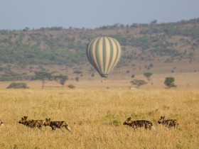 熱気球に乗って野生動物が鑑賞できるのは、バルーンサファリならでは。