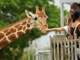 ナイロビのジラフセンターでキリンと交流