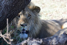 サファリではビッグファイブを始めとする野生動物にたくさん出会えるチャンス