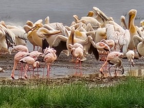 ナイバシャ湖、エレメンテイタ湖ではフラミンゴや野鳥の観察ができます。