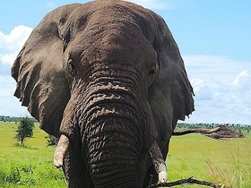 アンボセリといえば象！もちろんその他の大型動物もたくさん見られます。