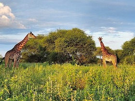 アンボセリ国立公園を優雅に歩くキリンの親子