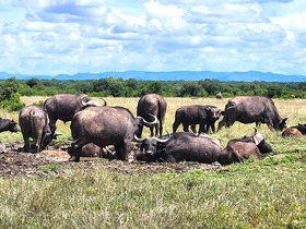 アバーディア国立公園には大型動物が多数生息しています。