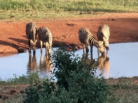 ナクル湖には水をもとめて数々の動物が集まります。