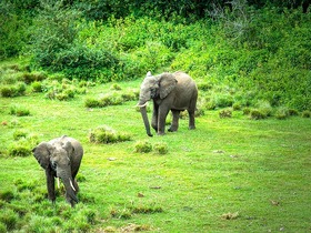 アバーディア国立公園でゾウなどの大型動物が見られるチャンス！