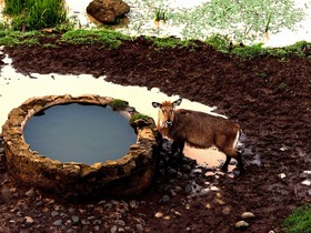水場を探す動物を鑑賞しましょう。