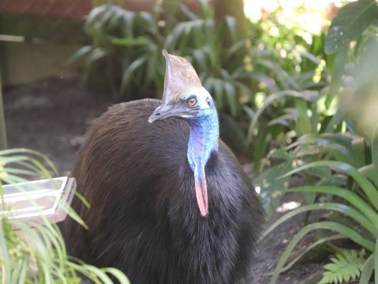 キュランダ村マーケットの中にあるバードワールドは、カラフルな鳥たち