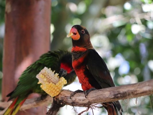 キュランダ村マーケットの中にあるバードワールドは、カラフルな鳥たち