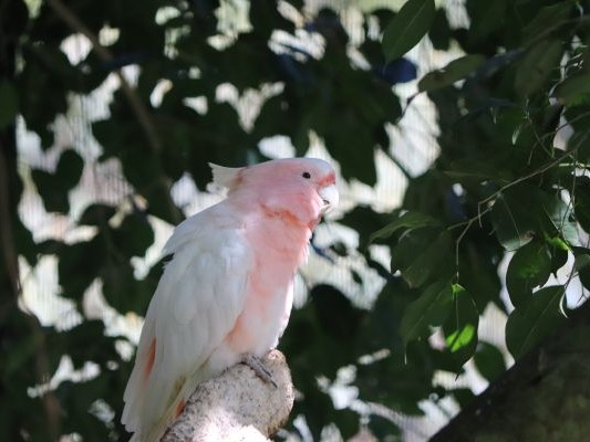 キュランダ村マーケットの中にあるバードワールドは、カラフルな鳥たち