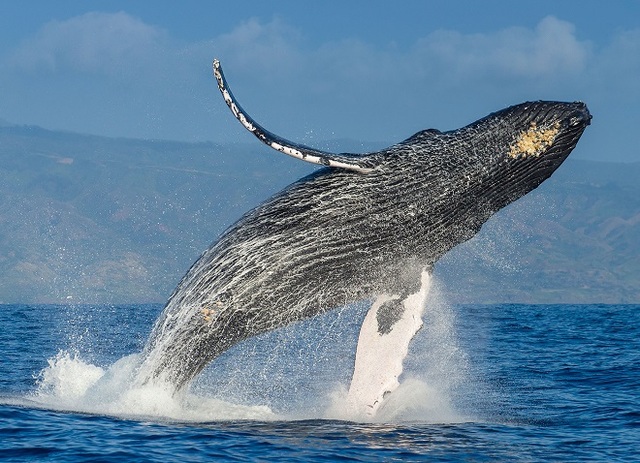 ゴールドコースト 【2025年シーズン開始 / 5月-11月初旬】奇跡の瞬間