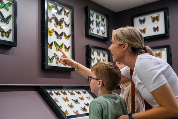 ケアンズ バタフライ・サンクチュアリー / オーストラリア蝶保護区