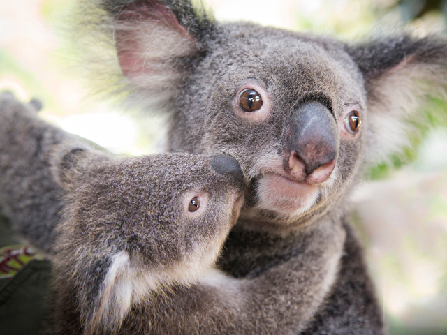 ケアンズ レインフォレステーションでの全てのアトラクション