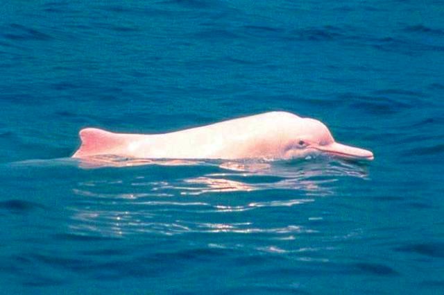Dolphin オーシャンドルフィンピンク