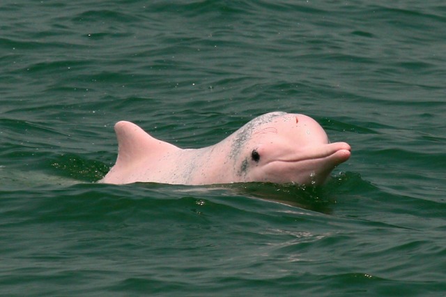 香港 【2023年催行中止】ドルフィンウォッチツアーの予約ならホット