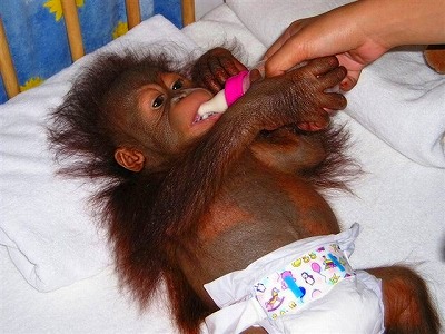 ペナン島 オランウータンが間近で見られるブキッ・メラオランウータン