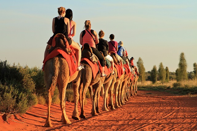ラクダに乗ってエアーズロック・サンセット キャメルサンセット|ホット
