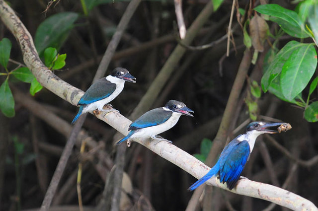 鳥の置物　挑戦力を高める　視野を広く　活性　お守り　浄化　洞察力の向上　天然石 鳥の鳴き声 - スタジオソータ公式 | アートフィギュアの製造・販売