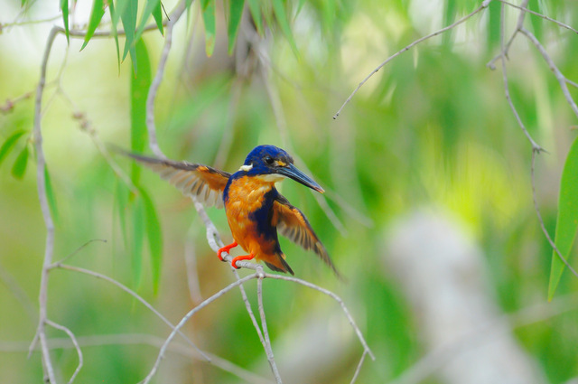 週刊「野鳥の世界」ついに完結！！: 営業日は毎日更新！ホビーズ