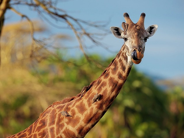 動物の楽園タンザニアサファリ6泊7日－マニヤラ湖・セレンゲティ