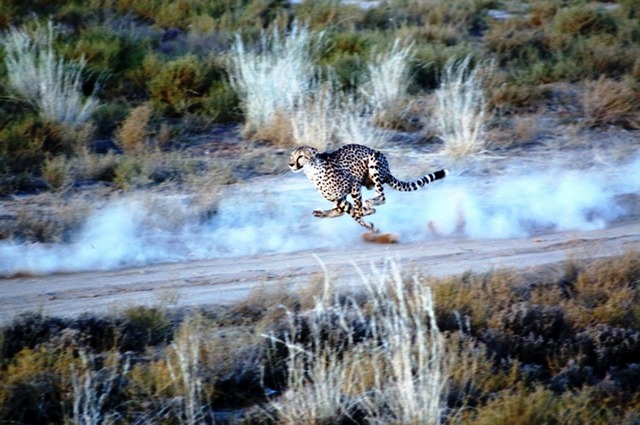 ケープタウン サファリ1日ツアー|ホットホリデー