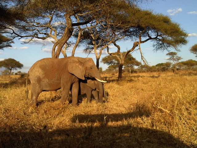 タンザニア タンザニアサファリ4泊5日の旅！マニヤラ湖・セレンゲティ