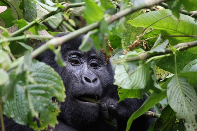野生のゴリラとチンパンジーに会える！トレッキングとゲームドライブ