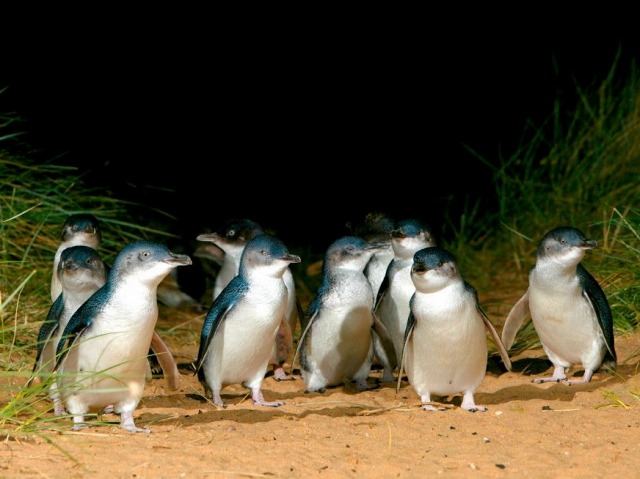 フィリップ島でペンギン鑑賞！午後出発エクスプレスツアー【英語ガイド