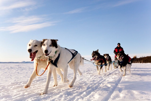ホワイトホース 颯爽と走る！犬ぞり体験半日ツアー【午前または午後